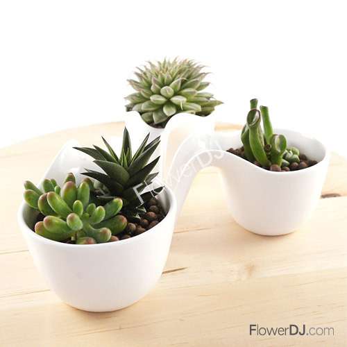 仙人掌之歌阅读答案-《仙人掌之歌》 阅读答案