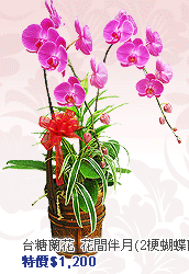 �i�x�}����j�ᶡ���(2�𽹽���)