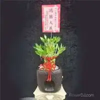 福湧賀喜-開運竹盆栽