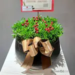 幸福微森林-羅漢松盆栽