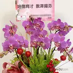 節慶送蘭花 蝴蝶蘭盆栽送台北(桌上型)