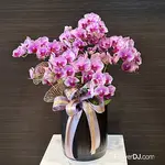 蘭桂齊芳-6株蘭花盆栽