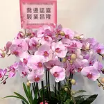 13株大型蘭花盆栽 送台北