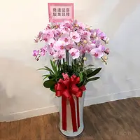 13株大型蘭花盆栽 送台北