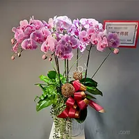 6株蘭花盆栽 送台北