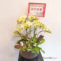 騰然意昂-三株蝴蝶蘭設計盆栽