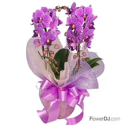 母親節經典款-浪漫紫(2梗蝴蝶蘭)