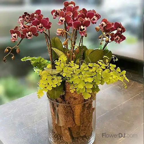 靜室裡的風華-五株蝴蝶蘭創意盆栽