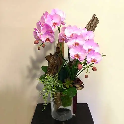 湛然-2株蝴蝶蘭設計盆栽