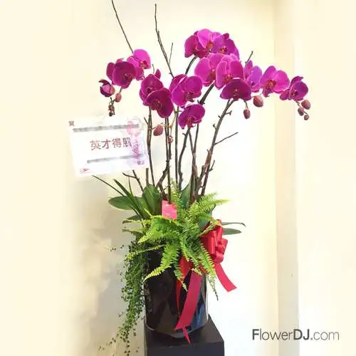 紫氣東來-5株蝴蝶蘭
