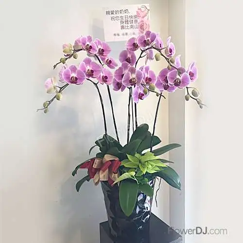 粉黛佳人-5株蝴蝶蘭盆栽