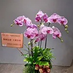 蝴蝶蘭送台北-5株