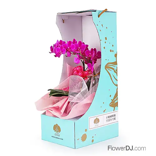【台糖蘭花】「只有為你」精緻盆花禮盒