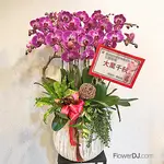蘭花盆栽10株 送台北