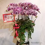 蘭花盆栽10株 送台北