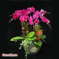 �i�x�}����j����A�L(10�𽹽���)