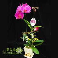 �i�x�}����j�K���w��(1�𽹽���)