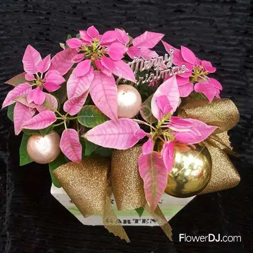 粉紅公主聖誕紅-創意聖誕紅盆栽
