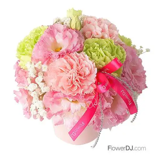 粉彩馨意-小型康乃馨盆花