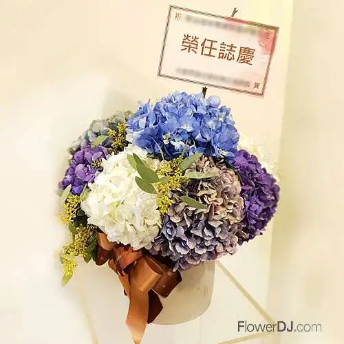 繡球花盆花- 送台北,紫陽花開