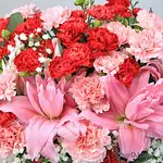 康乃馨 母親節盆花 送台北