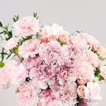 燦爛的母親節-康乃馨盆花