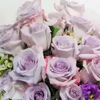 紫瑟魅惑-進口紫玫瑰20朵