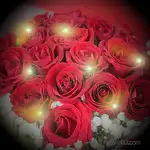 花店送花-愛如火,20朵紅玫花束-加贈閃耀燈串