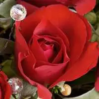 愛的晶采_20朵紅玫瑰花束