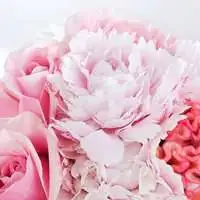 戀人絮語-粉色進口玫瑰
