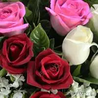網路花店推薦 18朵混色玫瑰花束