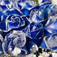 精靈的祝福_20朵藍玫瑰花束