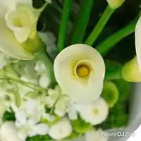 春日冰璃_海芋花束