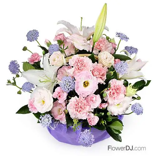 康乃馨盆花送台北-盎然-母親節 禮物