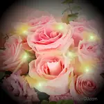 溫柔的愛-進口玫瑰花束-加贈閃耀燈串