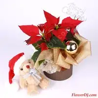 【聖誕交換禮物】聖誕紅+小熊布偶