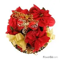 玫瑰紅色耶誕_聖誕紅盆花