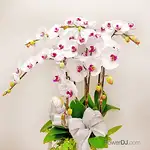 7株白色蘭花盆栽送台北