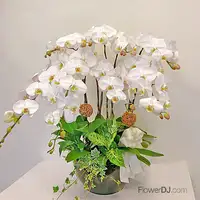 八株白蝴蝶蘭盆栽
