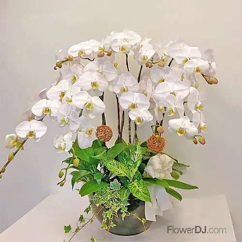 八株白蝴蝶蘭盆栽